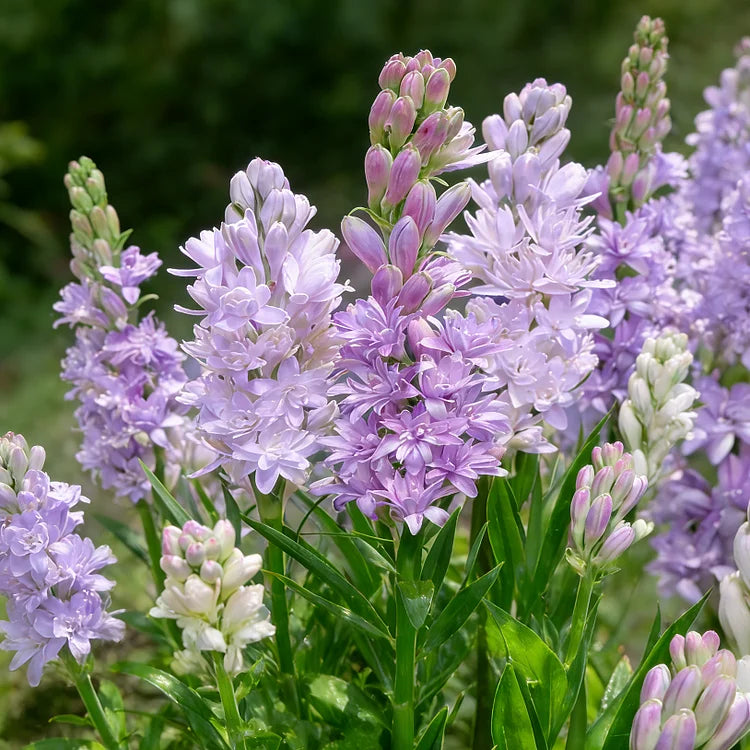 Double Perfume Tuberose Bulbs—Moon Garden Flower