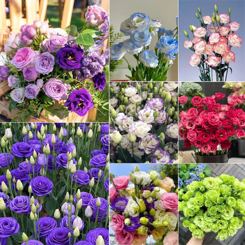 💐Lisianthus – Timeless Beauty, Everlasting Love