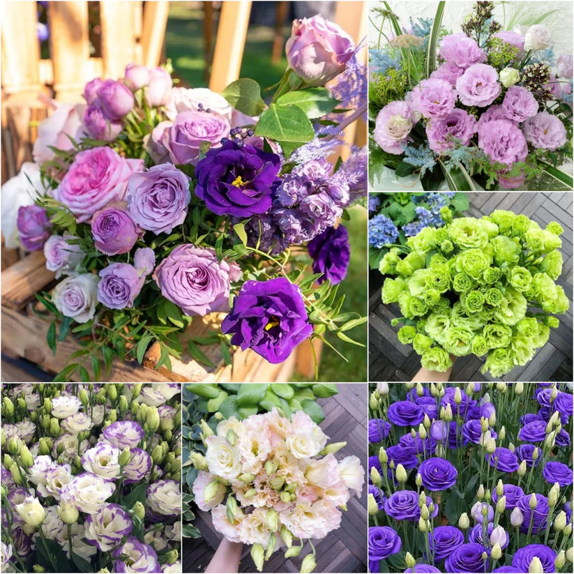 💐Lisianthus – Timeless Beauty, Everlasting Love