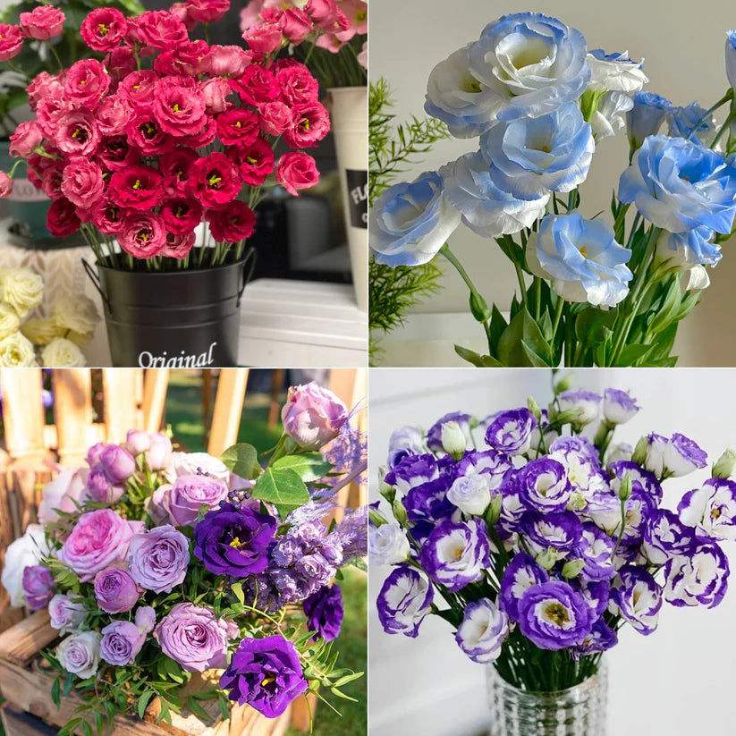💐Lisianthus – Timeless Beauty, Everlasting Love