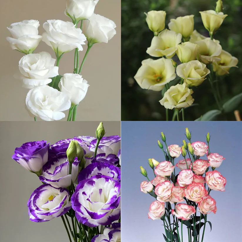 💐Lisianthus – Timeless Beauty, Everlasting Love