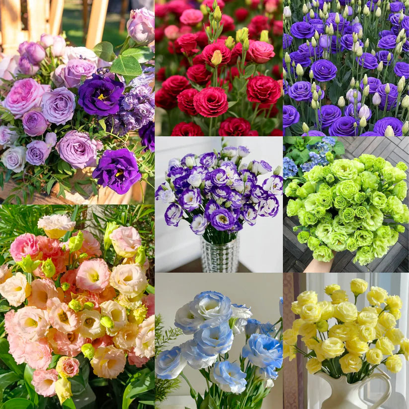 💐Lisianthus – Timeless Beauty, Everlasting Love