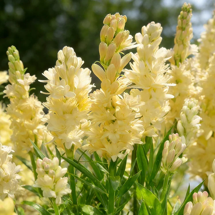 Double Perfume Tuberose Bulbs—Moon Garden Flower