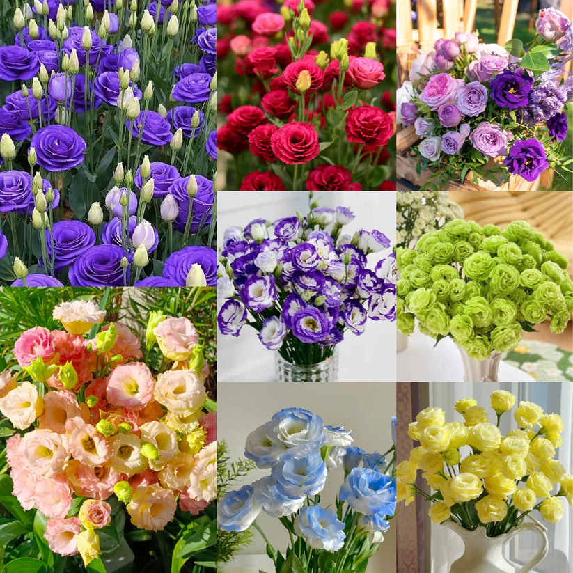 💐Lisianthus – Timeless Beauty, Everlasting Love