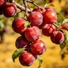 Premium Sweet Fruit Seeds for Your Home Garden