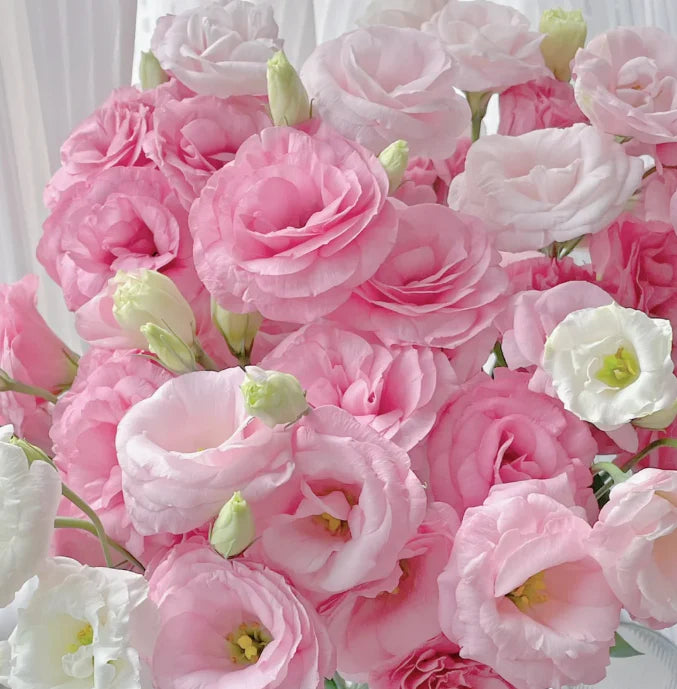 💐Lisianthus – Timeless Beauty, Everlasting Love