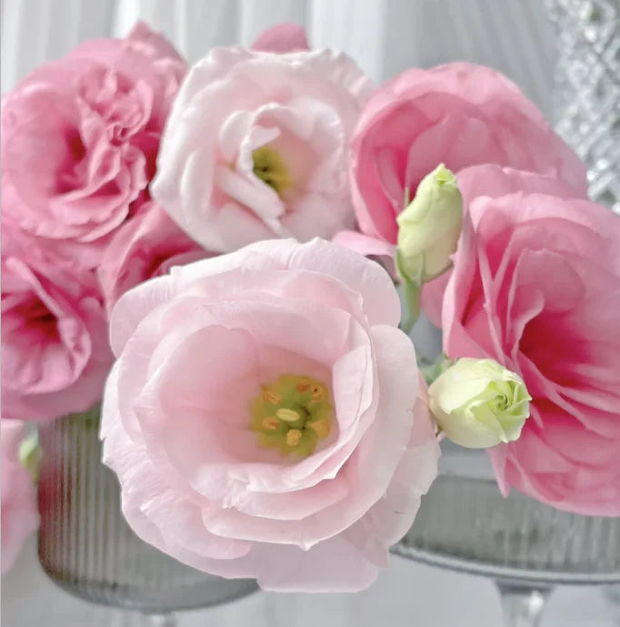 💐Lisianthus – Timeless Beauty, Everlasting Love