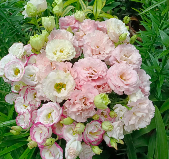 💐Lisianthus – Timeless Beauty, Everlasting Love