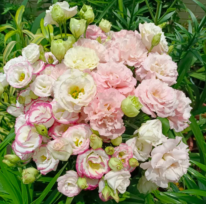 💐Lisianthus – Timeless Beauty, Everlasting Love