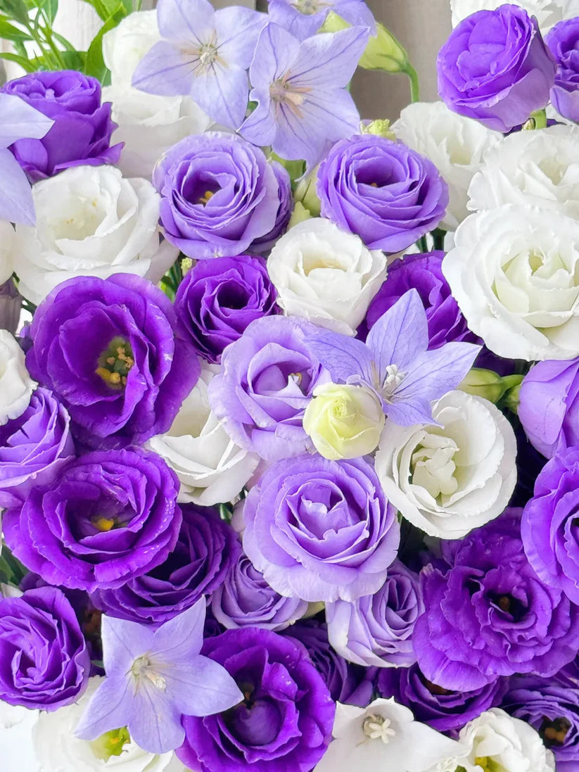 💐Lisianthus – Timeless Beauty, Everlasting Love