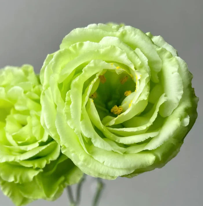 💐Lisianthus – Timeless Beauty, Everlasting Love