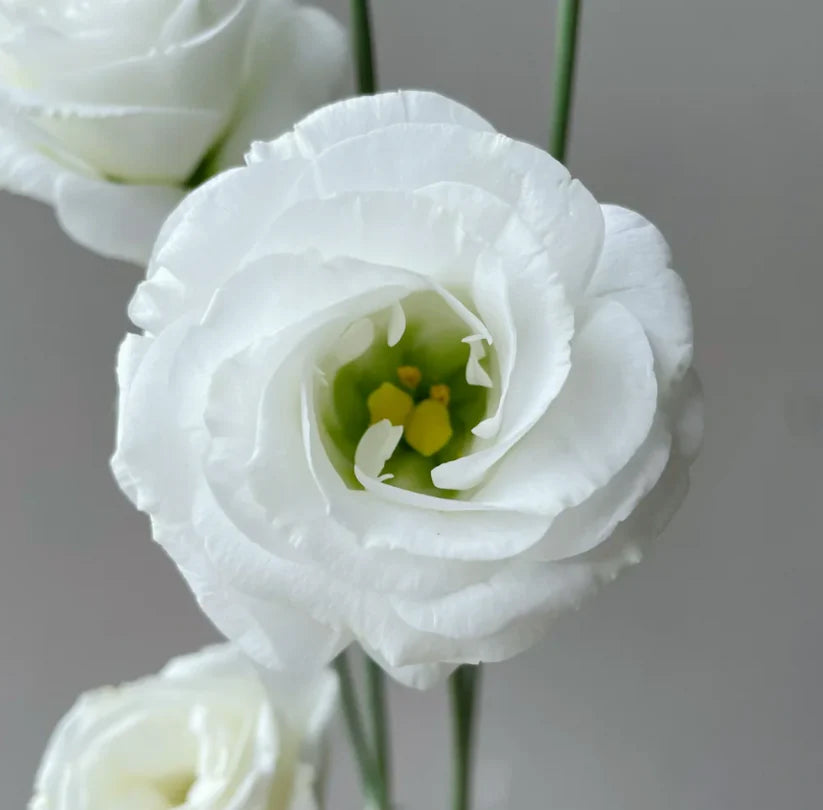 💐Lisianthus – Timeless Beauty, Everlasting Love