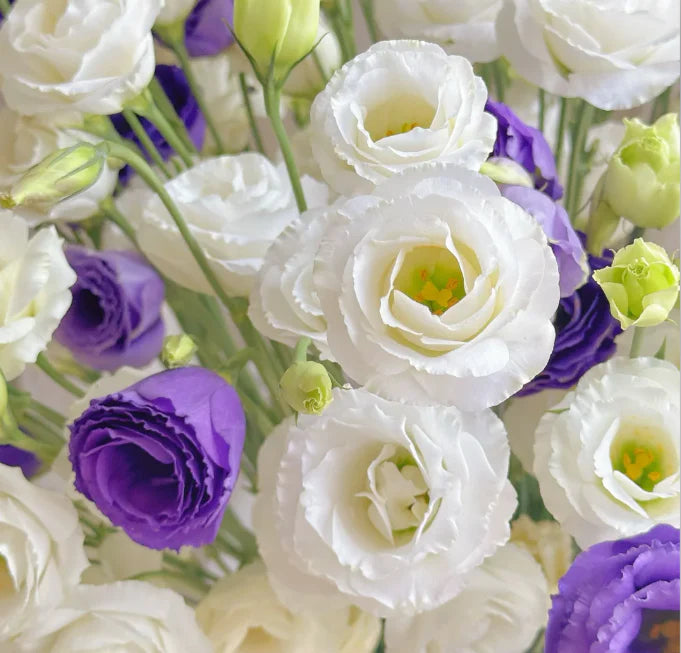 💐Lisianthus – Timeless Beauty, Everlasting Love
