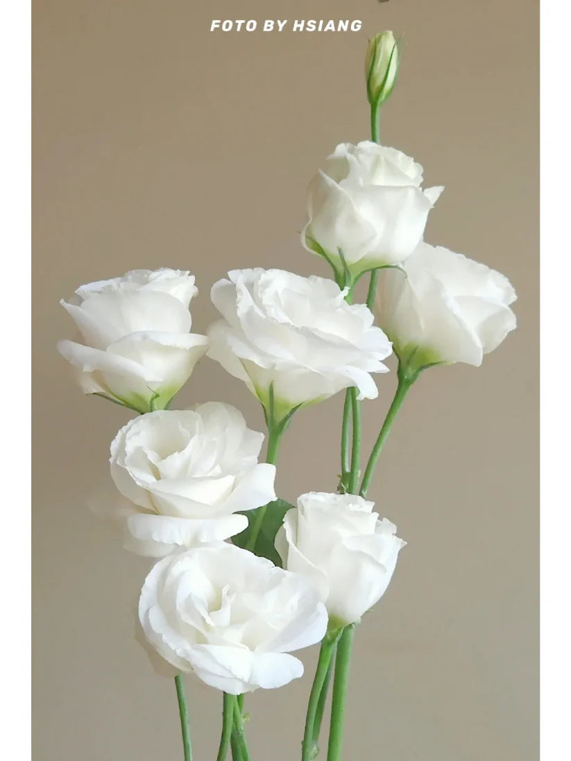 💐Lisianthus – Timeless Beauty, Everlasting Love