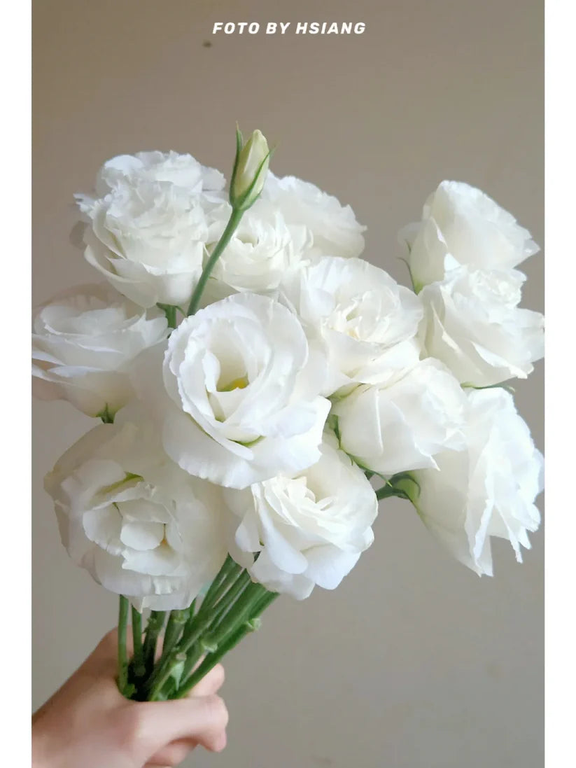 💐Lisianthus – Timeless Beauty, Everlasting Love