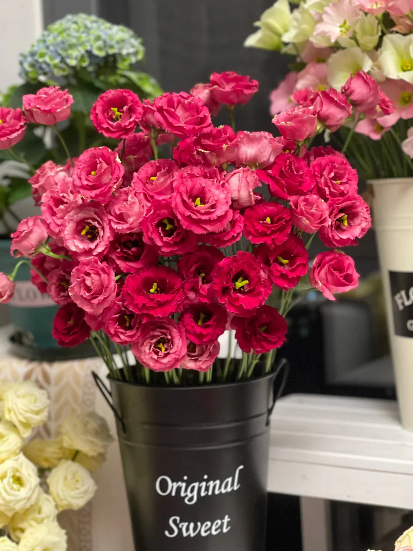 💐Lisianthus – Timeless Beauty, Everlasting Love