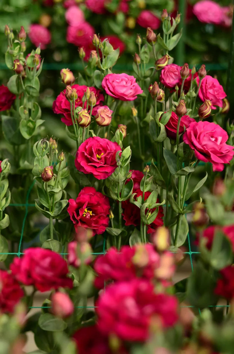 💐Lisianthus – Timeless Beauty, Everlasting Love