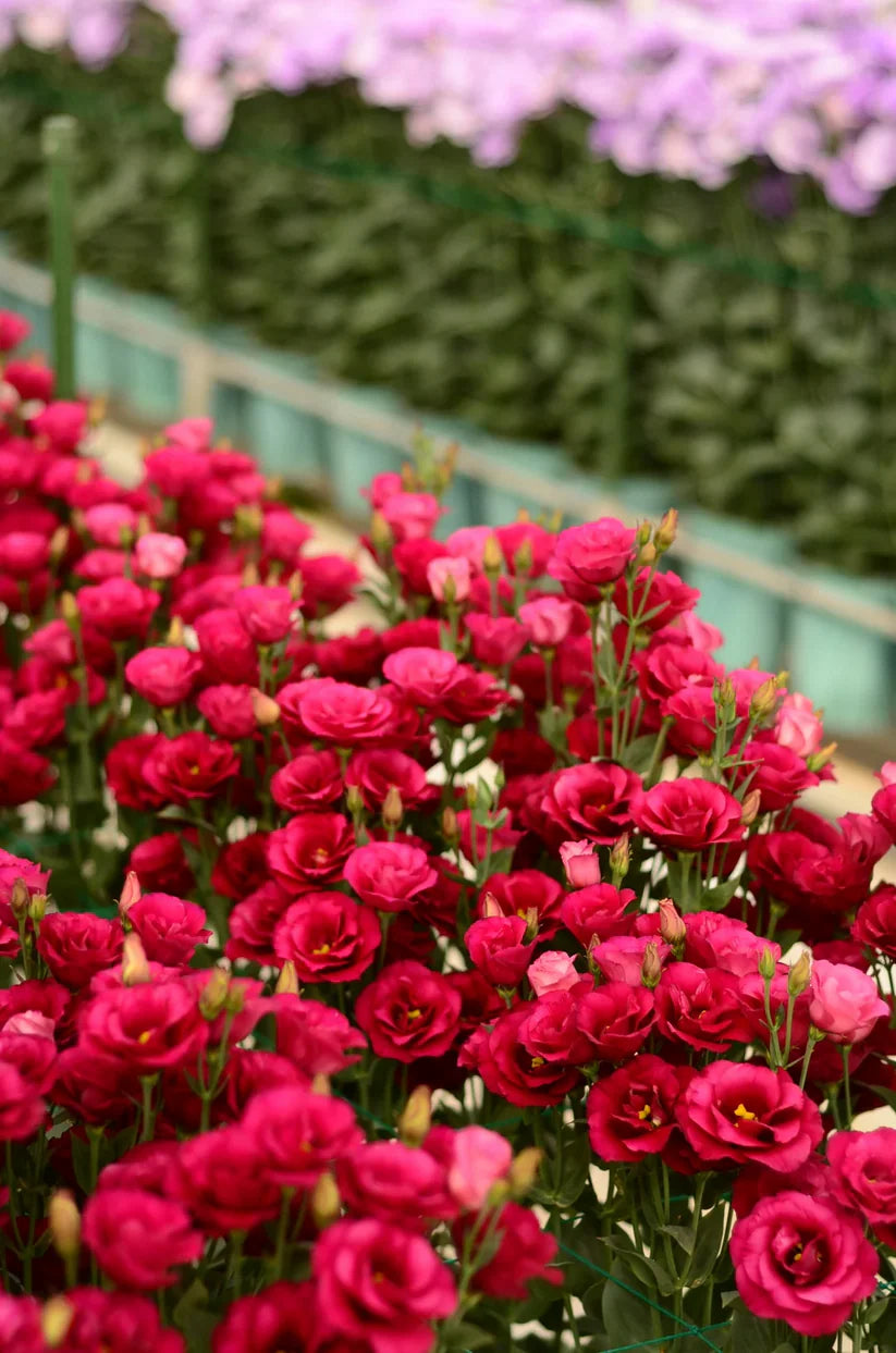 💐Lisianthus – Timeless Beauty, Everlasting Love