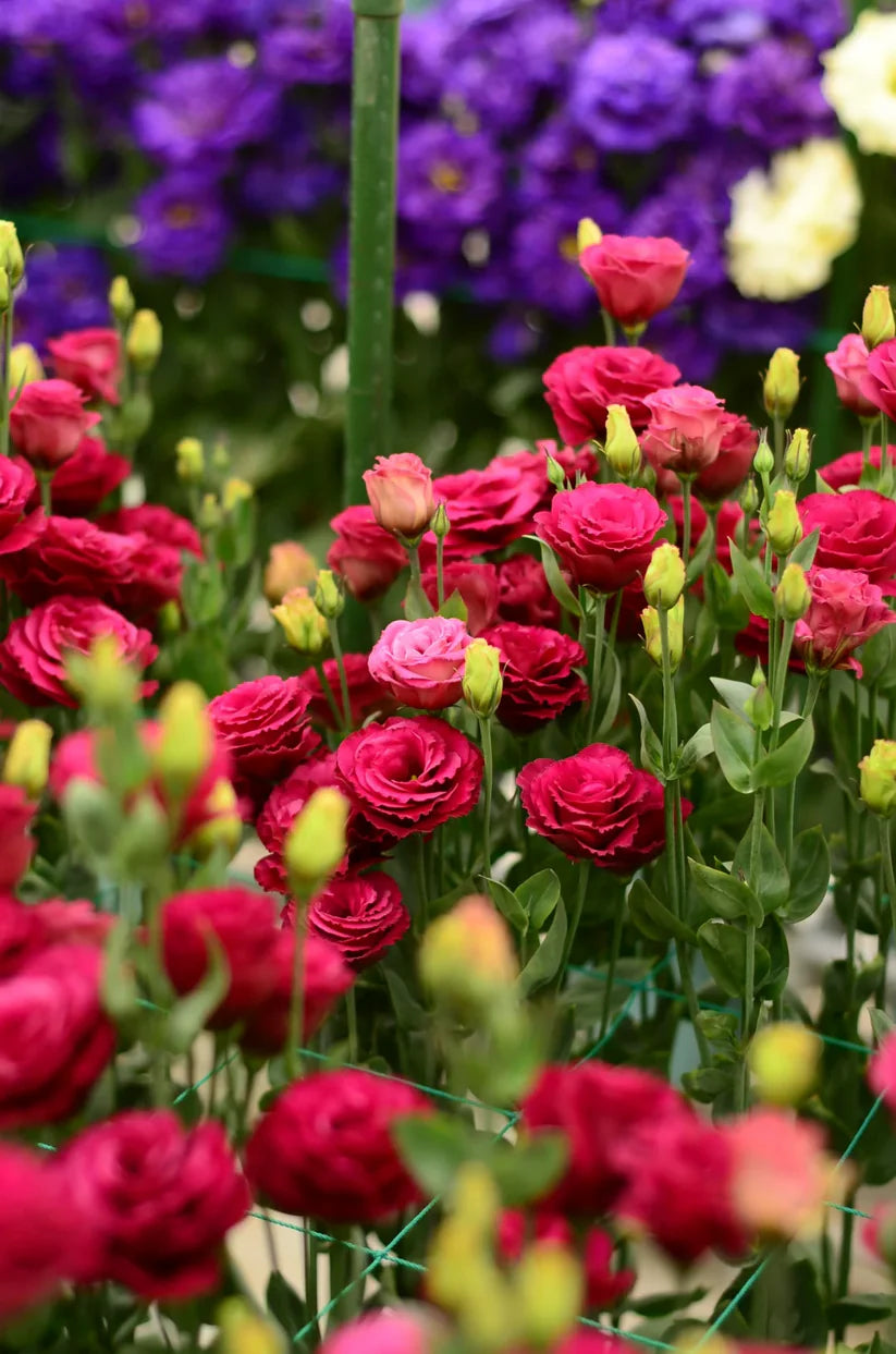💐Lisianthus – Timeless Beauty, Everlasting Love