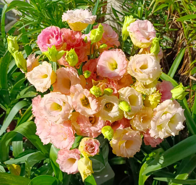 💐Lisianthus – Timeless Beauty, Everlasting Love