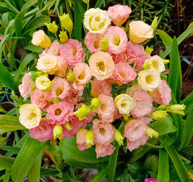 💐Lisianthus – Timeless Beauty, Everlasting Love