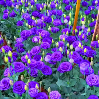 💐Lisianthus – Timeless Beauty, Everlasting Love