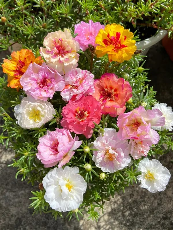 Best Store - 🌸Moss Rose Seeds – 🌿Perennial Flower Seeds / Large Flowers / Easy to Grow