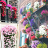 Best Store - 🌺UV Resistant Hanging Artificial Morning Glory Vine 💖