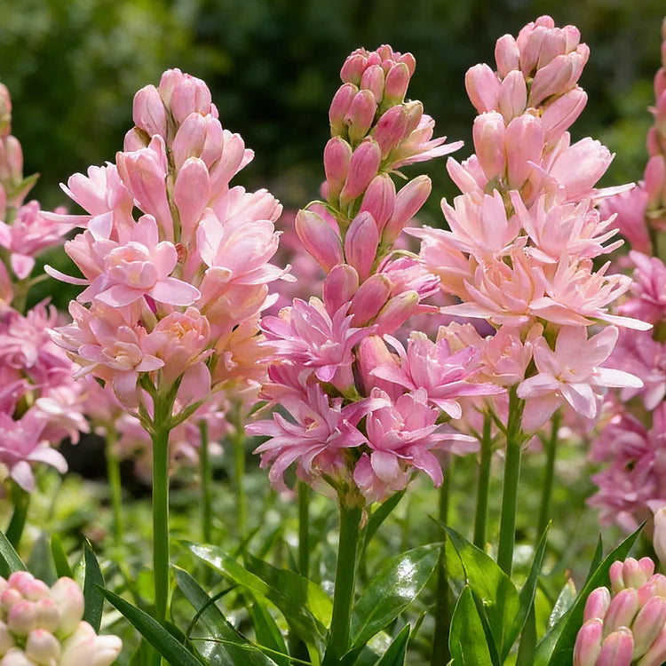 Double Perfume Tuberose Bulbs—Moon Garden Flower