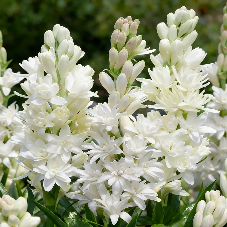Double Perfume Tuberose Bulbs—Moon Garden Flower