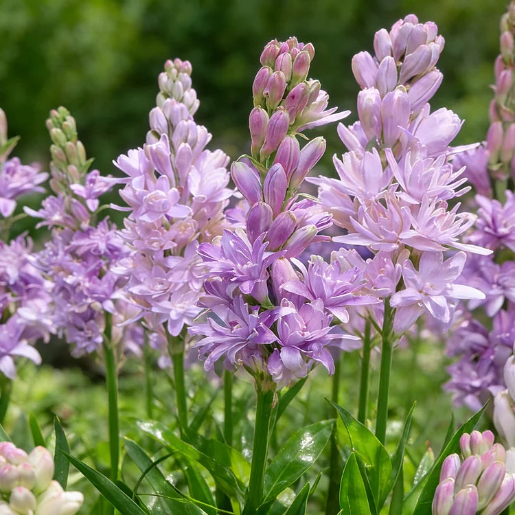 Double Perfume Tuberose Bulbs—Moon Garden Flower