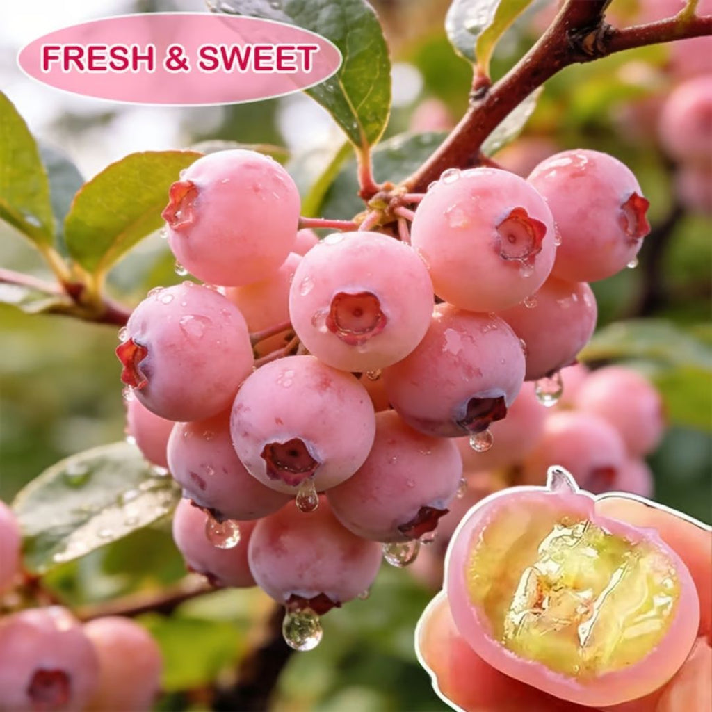 Premium Pink Blueberry Seeds -😋A Uniquely Delightful Taste