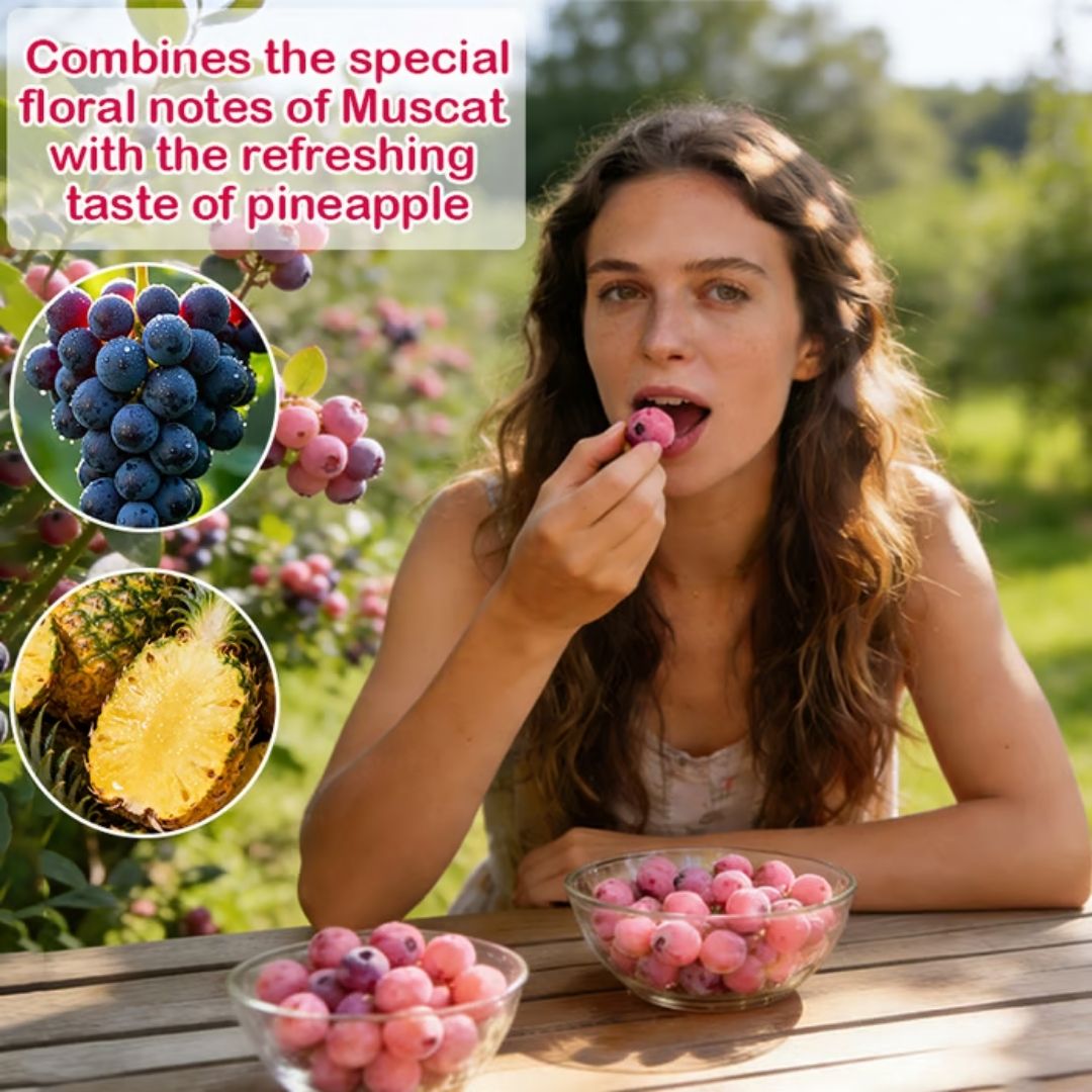 Premium Pink Blueberry Seeds -😋A Uniquely Delightful Taste