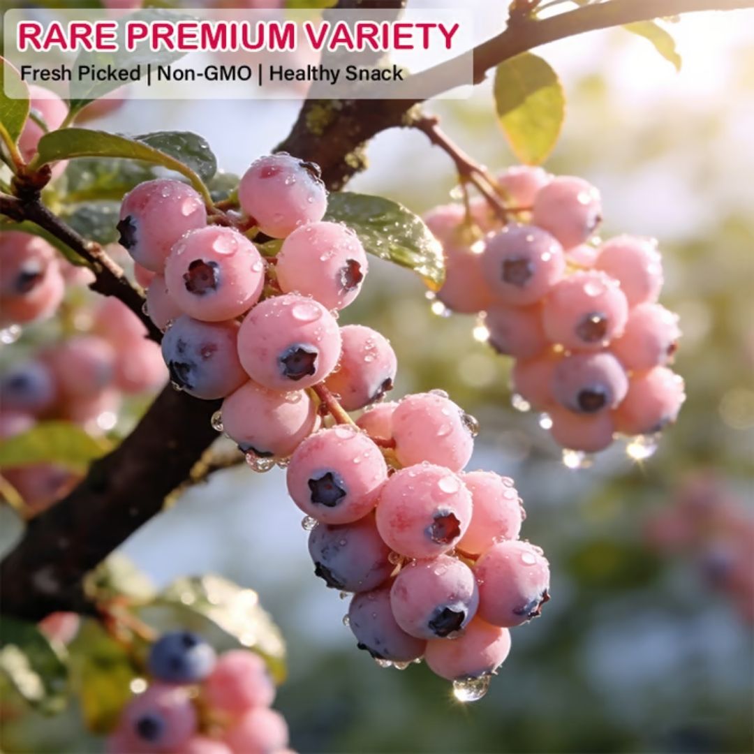 Premium Pink Blueberry Seeds -😋A Uniquely Delightful Taste