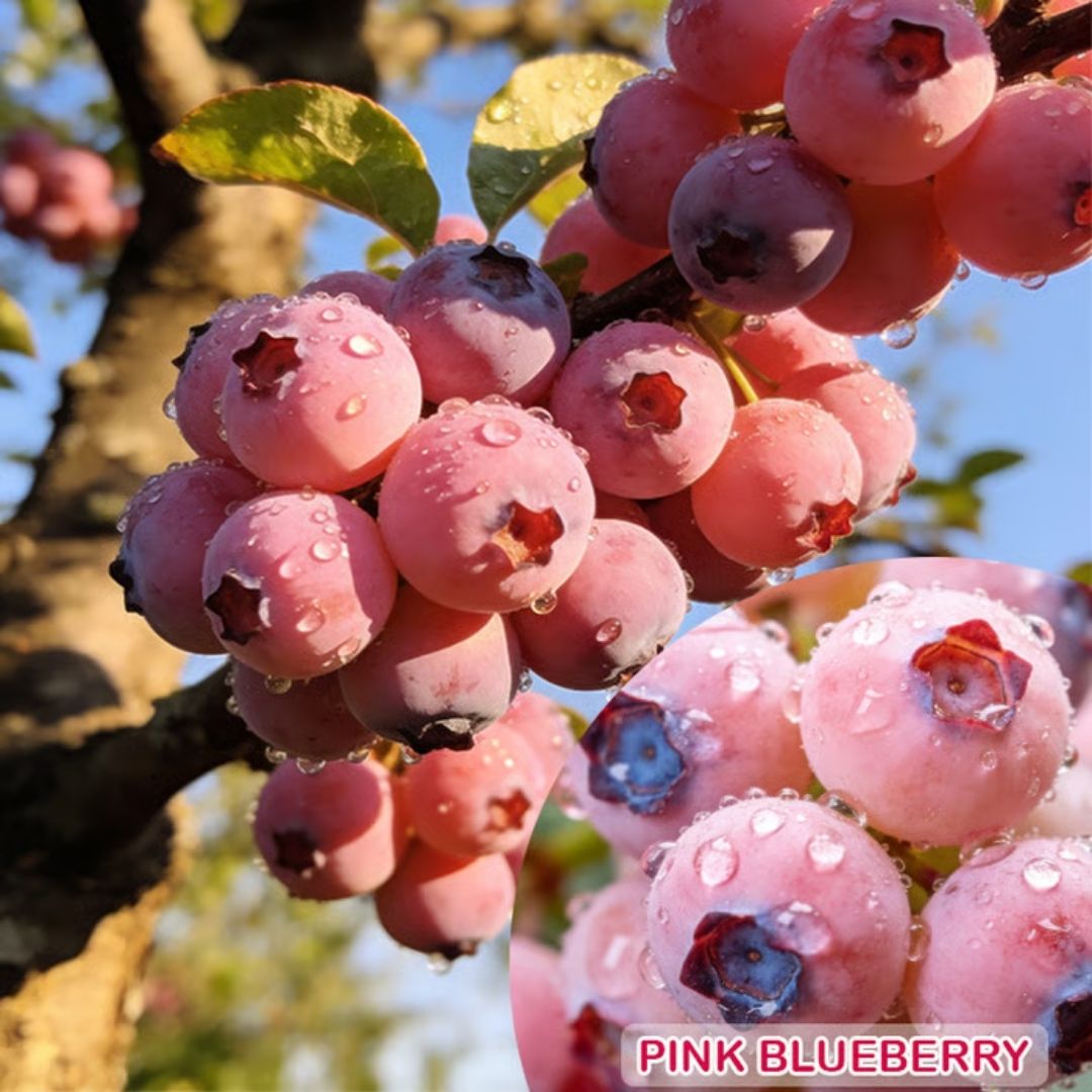 Premium Pink Blueberry Seeds -😋A Uniquely Delightful Taste