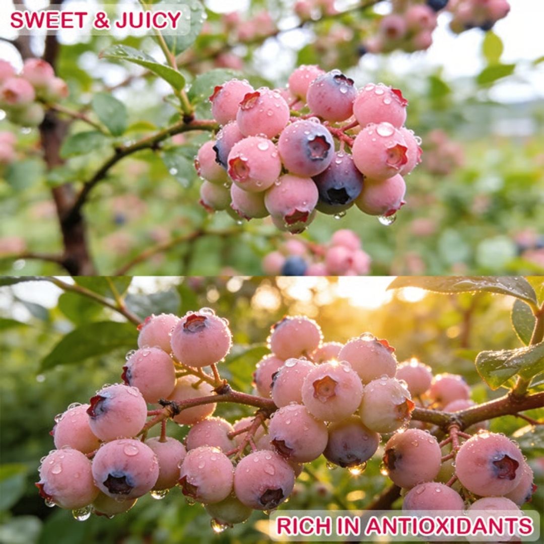 Premium Pink Blueberry Seeds -😋A Uniquely Delightful Taste