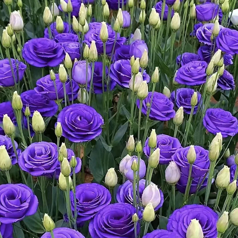 💐Lisianthus – Timeless Beauty, Everlasting Love