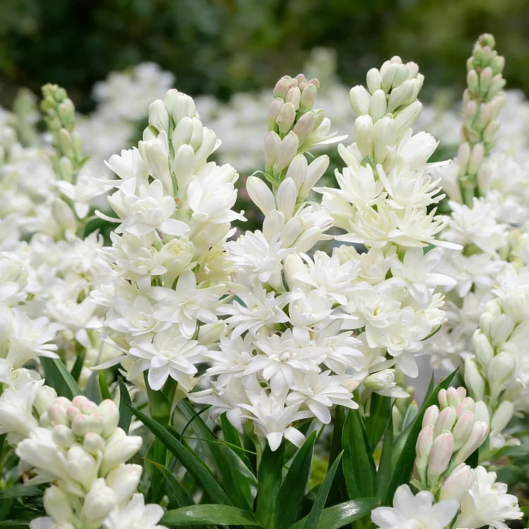 Double Perfume Tuberose Bulbs—Moon Garden Flower