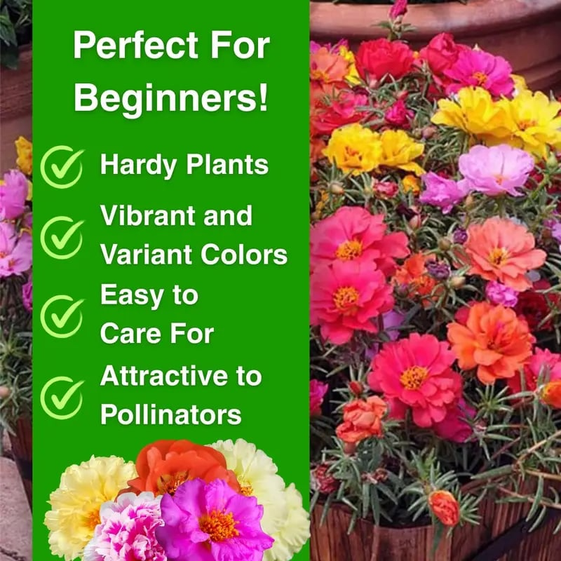 Best Store - 🌸Moss Rose Seeds – 🌿Perennial Flower Seeds / Large Flowers / Easy to Grow
