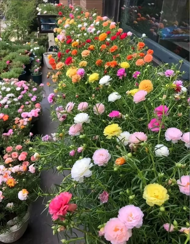 Best Store - 🌸Moss Rose Seeds – 🌿Perennial Flower Seeds / Large Flowers / Easy to Grow