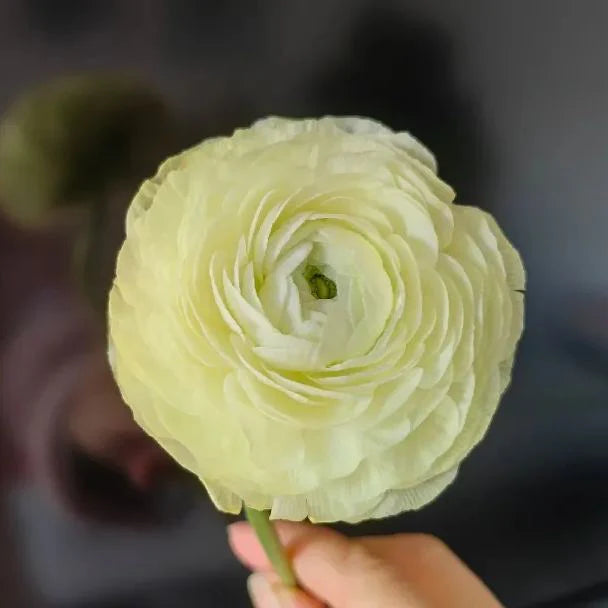 💐Lisianthus – Timeless Beauty, Everlasting Love