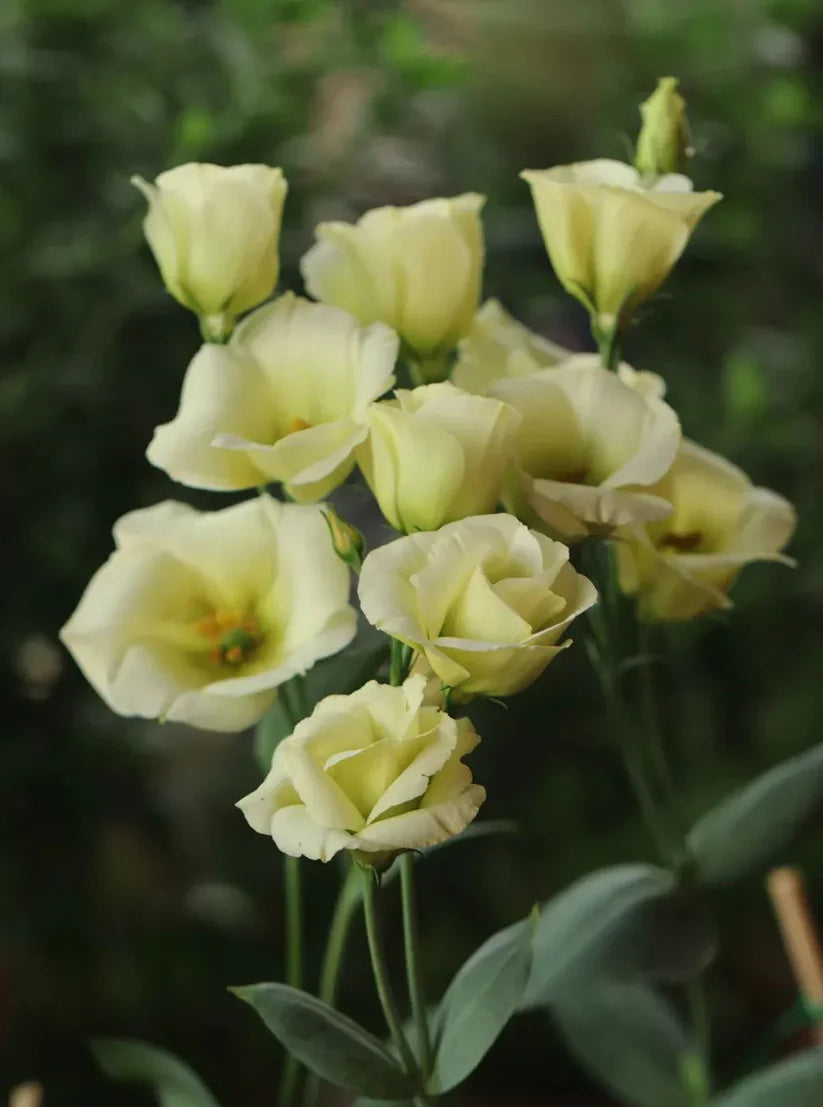 💐Lisianthus – Timeless Beauty, Everlasting Love