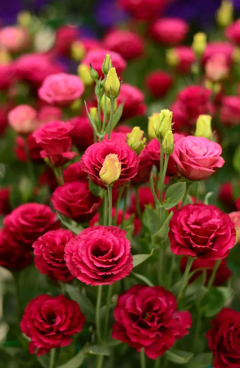 💐Lisianthus – Timeless Beauty, Everlasting Love