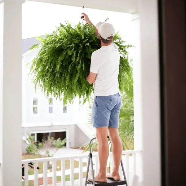UV-Resistant Lifelike Artificial Boston Fern