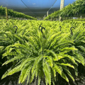 UV-Resistant Lifelike Artificial Boston Fern